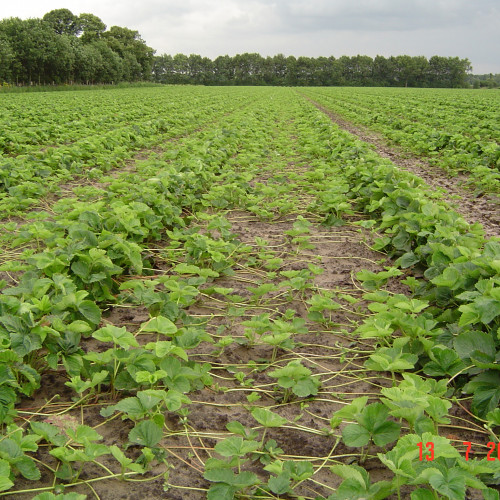 Planten 13.07.04 009