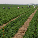 Aardbeiteelt Aardbeiteelt