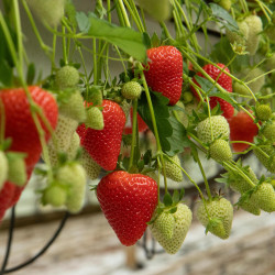 Meggy® "181727" Meggy® "181727"