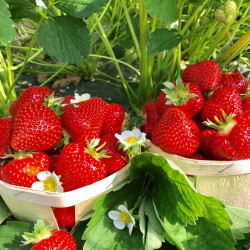 Magnum® Marionnet 97 Magnum® Marionnet 97