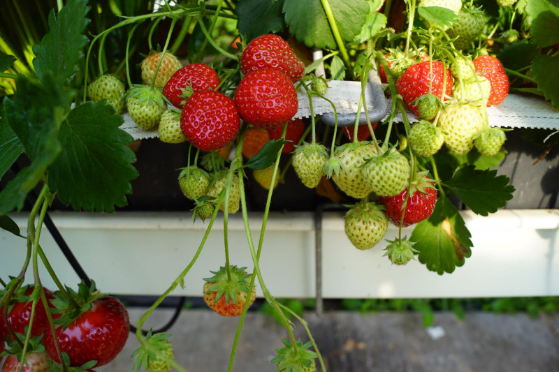 Geschmacks-Erdbeere Senga Sengana Fragaria Erdbeerpflanze Staude Kombiversand TO 